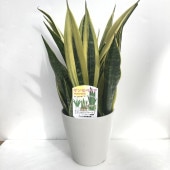 ユッカ 8号 デスメティアーナ（Yucca desmetiana）｜花木01-D1