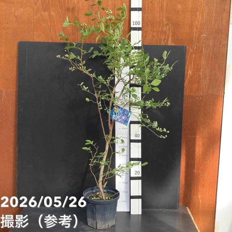 ブルーベリー大株 ラビットアイ系 パウダーブルー 6号 3年生｜果樹10