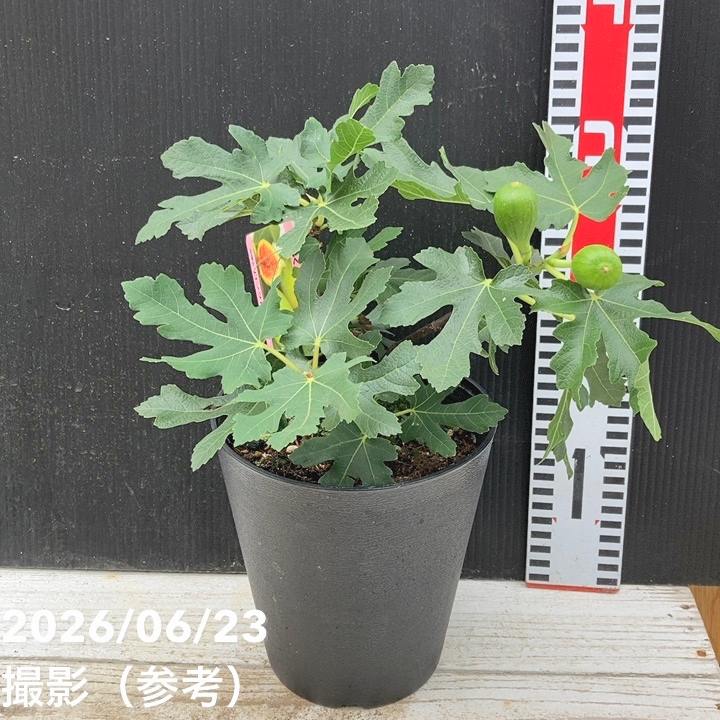 果樹,イチジクの購入なら赤塚植物園オンライン 花の音｜花苗