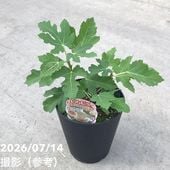 決算P5倍！10%OFF！8/2まで】観音竹 白雪の宝 4号｜観葉10-TU | 観葉