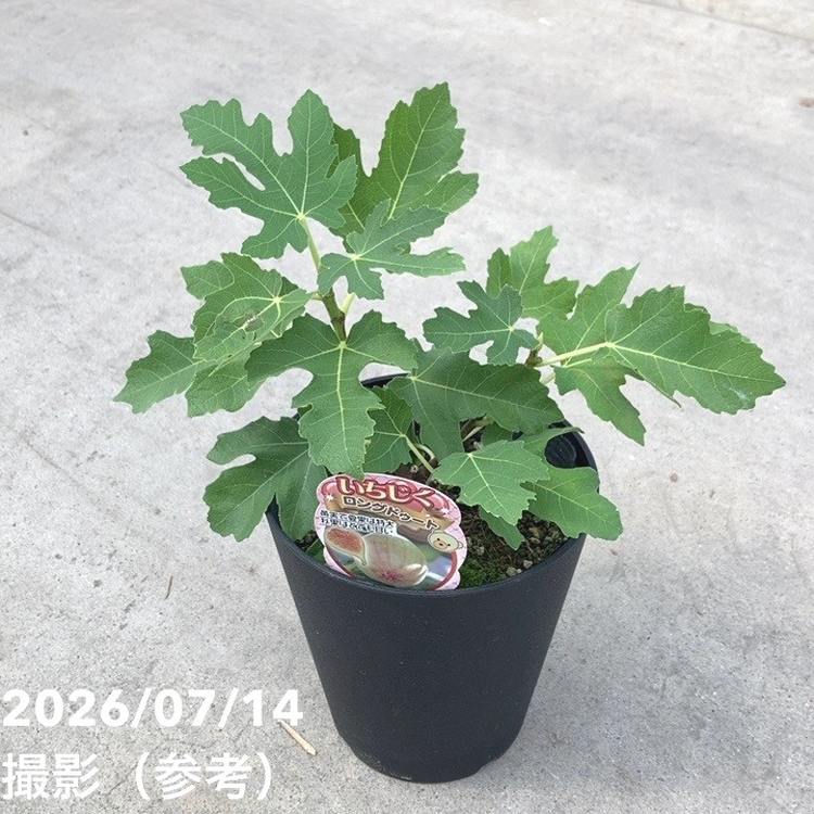 【夏セール対象商品】イチジク ロングドゥート（バナーネ）5号｜果樹10-TU