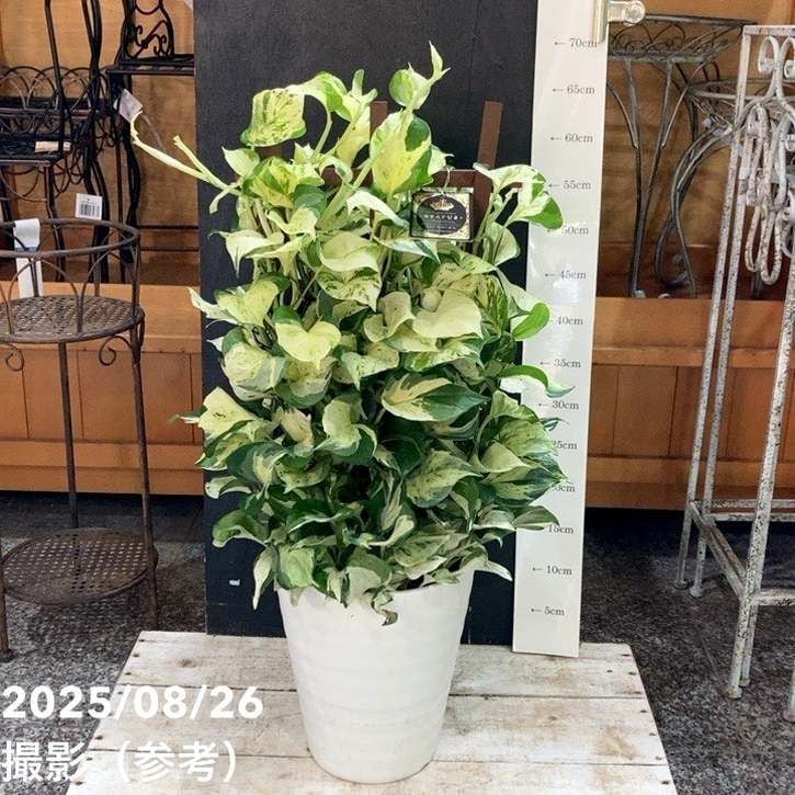 観葉・多肉,ポトスの購入なら赤塚植物園オンライン 花の音｜花苗