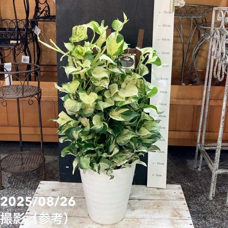 ポトスステータス 7号 ラティス仕立て PVP｜観葉04-PA