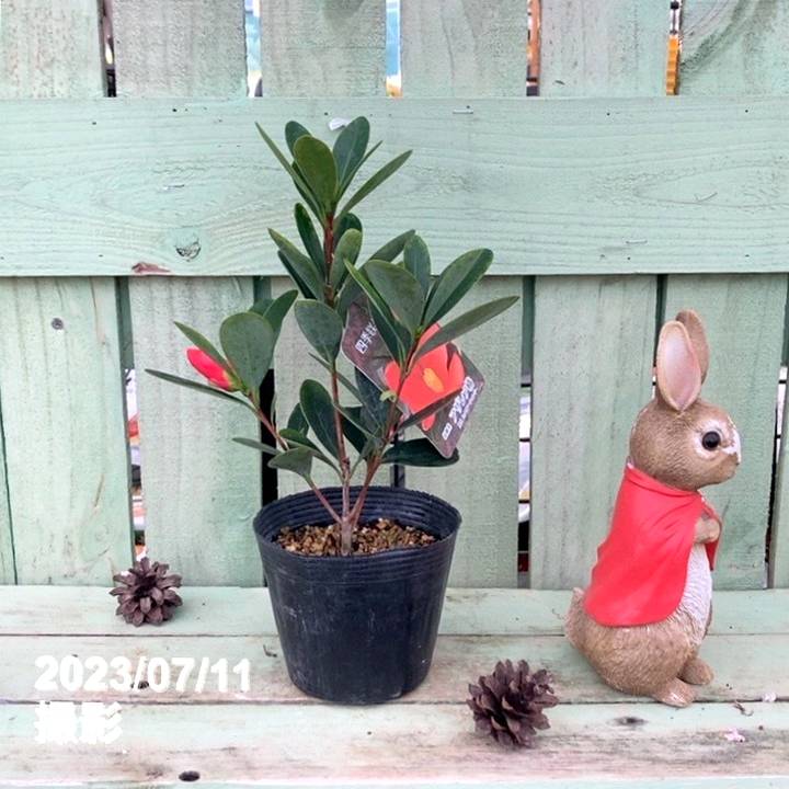 四季咲き性 ツバキ 4号 アザレア椿｜花木04-PA