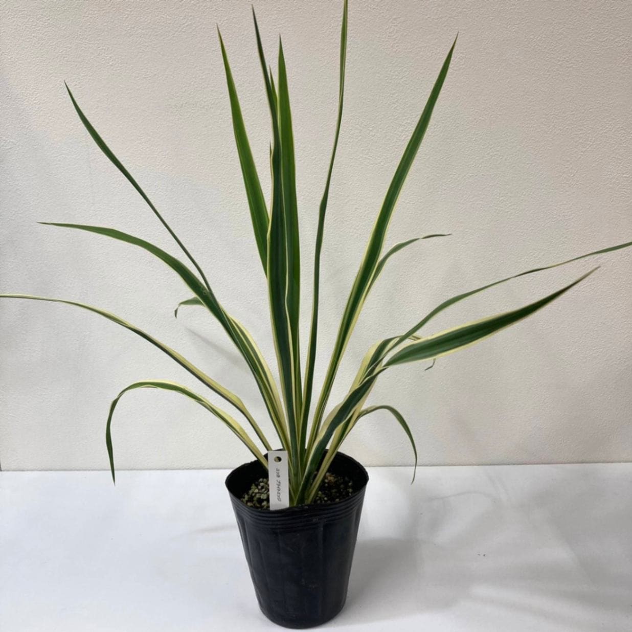 ユッカ 4号 ブライトエッジ｜花木01-D1