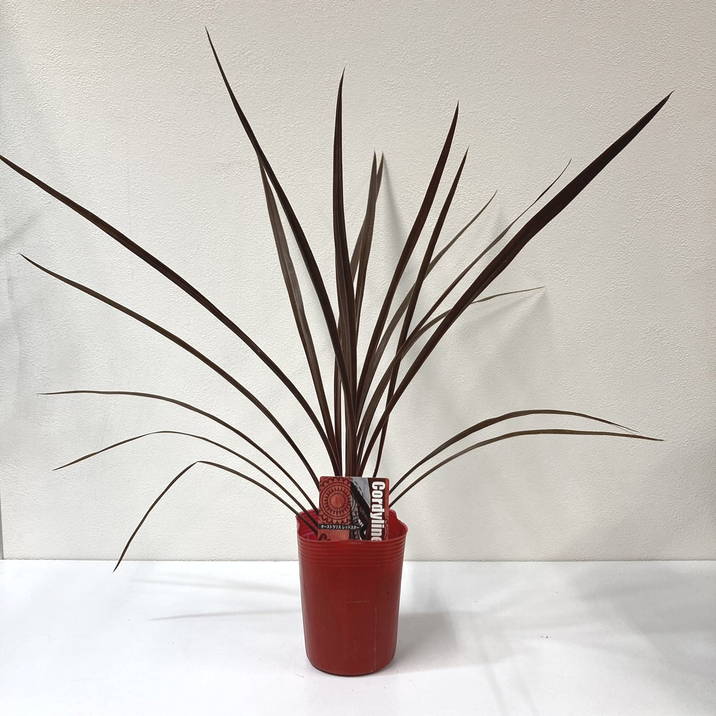 コルジリネ 3.5号 オーストラリス レッドスター｜観葉01-D1