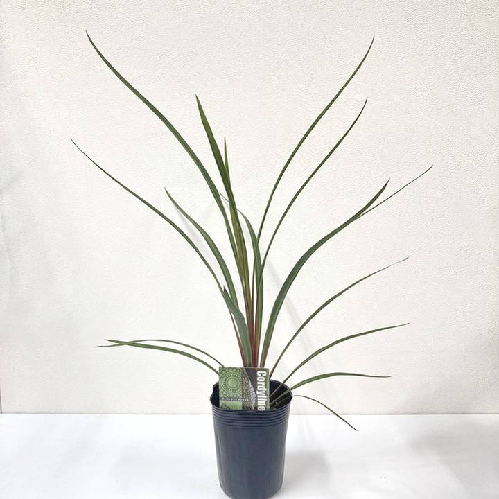 コルジリネ 3.5号 オーストラリス サンダンス｜観葉01-D1