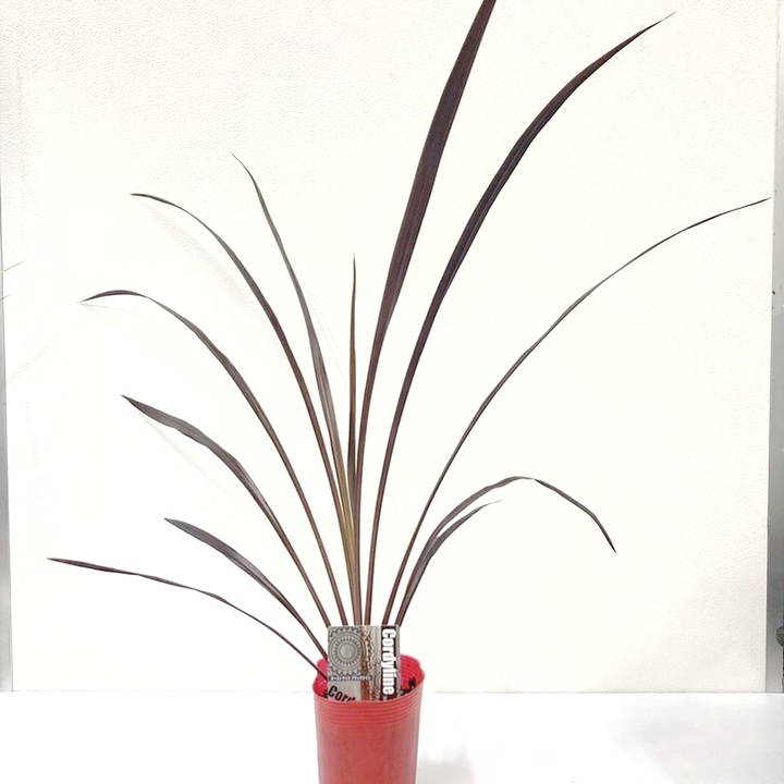 コルジリネ 3.5号 オーストラリス ブラックナイト｜観葉01-D1