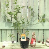 フェイジョア トライアンフ 5号｜果樹04-PA | 果樹 | 赤塚植物園