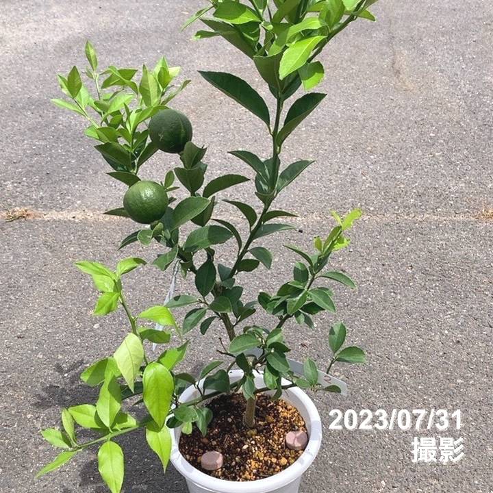 <実付き 2個>マイヤーレモン 7号|柑橘|果樹10-TU