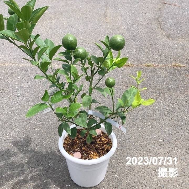 <実付き 4個>マイヤーレモン 7号|柑橘|果樹10-TU