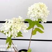 PW スーパーチュニア ロイヤルベルベット 3.5号×3株セット｜草花04-PA