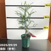 フィンガーライム 3.5号 ダーラムエメラルド｜柑橘｜果樹10-TU