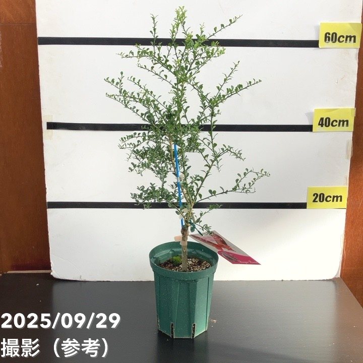 フィンガーライム 5号ロングスリット鉢 パープルブリス|柑橘|果樹10-TU