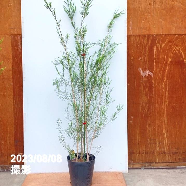 【数量限定】メラレウカ メディカルティーツリー 8号3株植え ※お届けに10日程度かかる場合がございます。｜s200｜花木10-TN