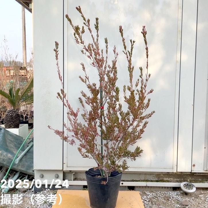 【数量限定】カリステモン パープル 8号 ※お届けに10日程度かかる場合がございます。｜s200｜花木10-TN