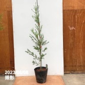 【数量限定】メラレウカ ブラックティーツリー 8号 ※お届けに10日程度かかる場合がございます。｜s200｜花木10-TN