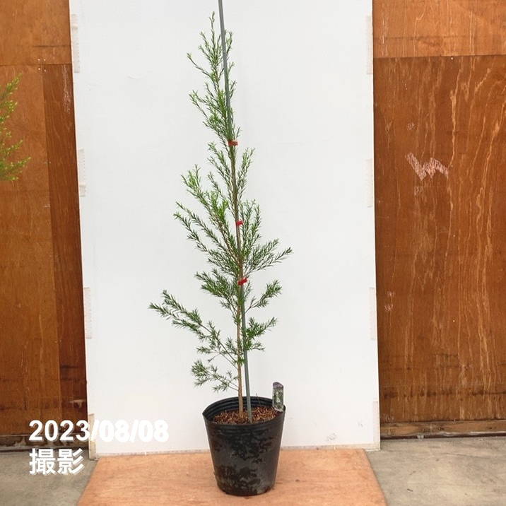 【数量限定】メラレウカ ブラックティーツリー 8号 ※お届けに10日程度かかる場合がございます。｜s200｜花木10-TN