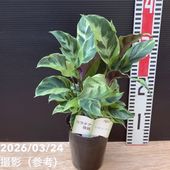 激レア!現品お届け】サイカス カイルンシアナ(ブルーソテツ)8 激レア!現品お届け】サイカス カイルンシアナ(ブルーソテツ)8