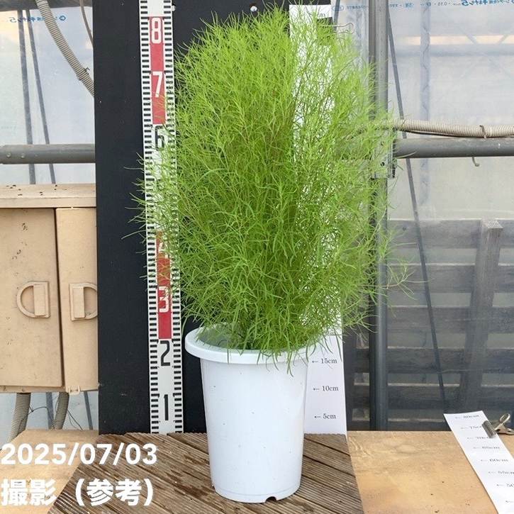 コキア 7号｜草花04-PA