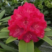 シャクナゲ スーパーローディー 5号 スカーレットオハラ｜花木01-D1