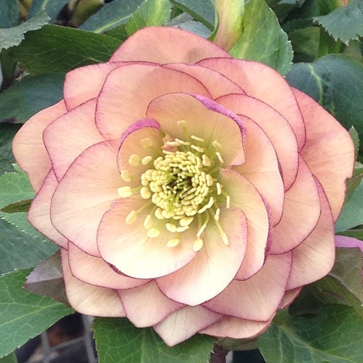 【期間限定10％OFF！】クリスマスローズ 伊勢みやび 3.5号 夕凪｜山野01-D1