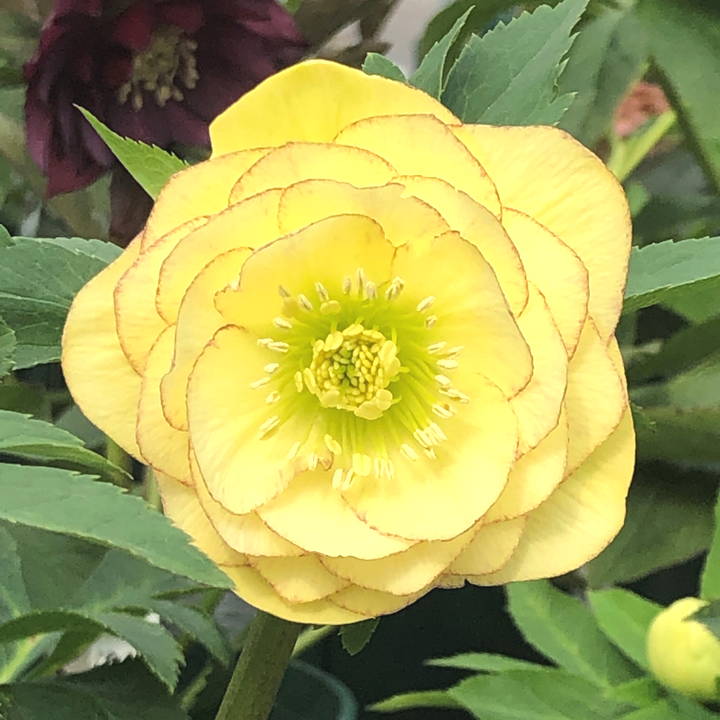 【期間限定10％OFF！】クリスマスローズ 伊勢みやび 3.5号 珠姫｜山野01-D1