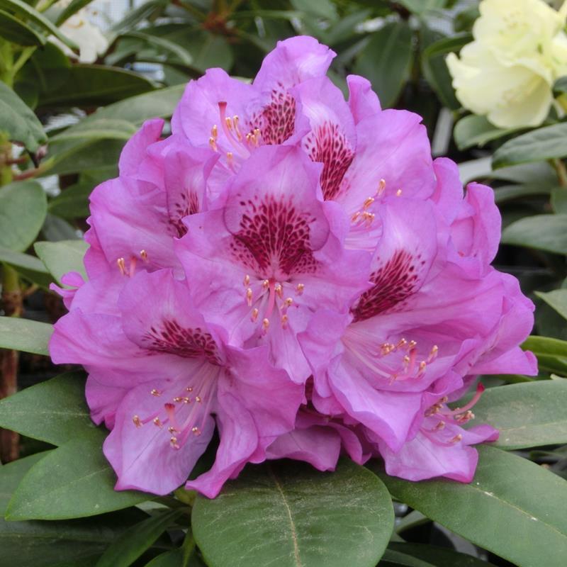 シャクナゲ スーパーローディー 3.5号 エウロパ|花木01-D1