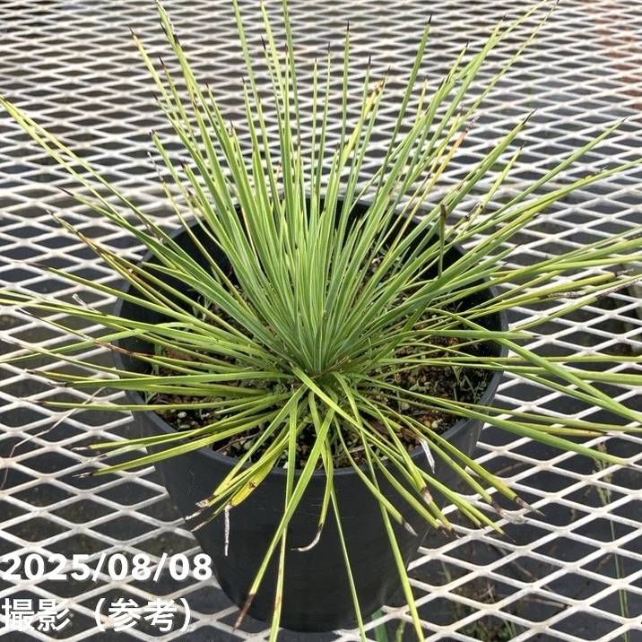 ユッカ 3本立ち 観葉植物 約150cm ユッカ 3本立ち 観葉植物 約150cm saisyokukenbi_km039006
