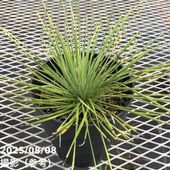 ユッカ 4号 リネアリフォリア（Yucca linearifolia）｜花木01-D1