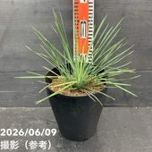 ユッカ 6号 ロストラータ サファイアスカイズ（Yucca rostrata