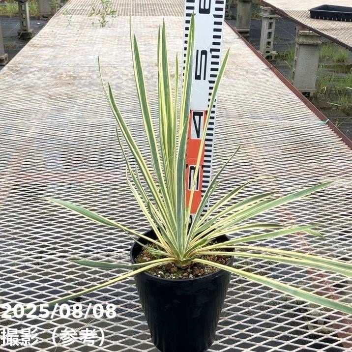 観葉・多肉,ユッカの購入なら赤塚植物園オンライン 花の音｜花苗