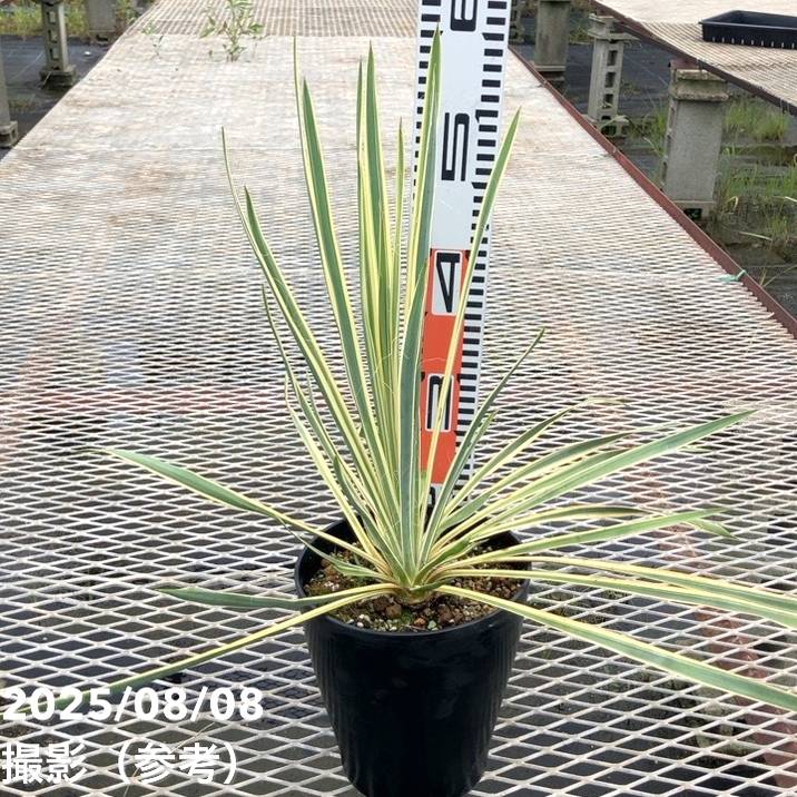 ユッカ 6号 ブライトエッジ|花木01-D1