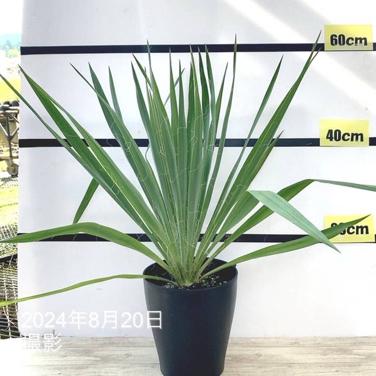 ユッカ 6号 レクルビフォリア（Yucca recurvifolia pendula）｜花木01-D1