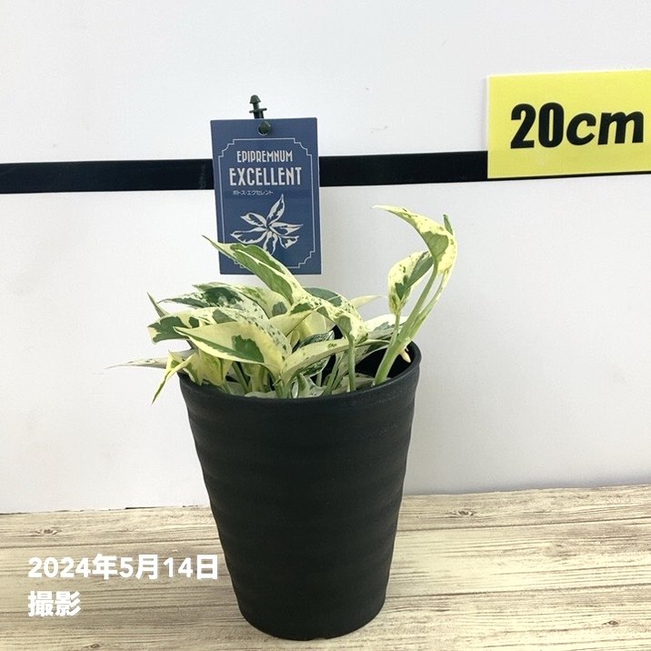 激レア！数量限定】ポトス エクセレント 4号 PVP（鉢色おまかせ
