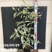 室内観葉 バニラ 3号×2株セット｜観葉02-D2 | 観葉・多肉 | 赤塚植物園