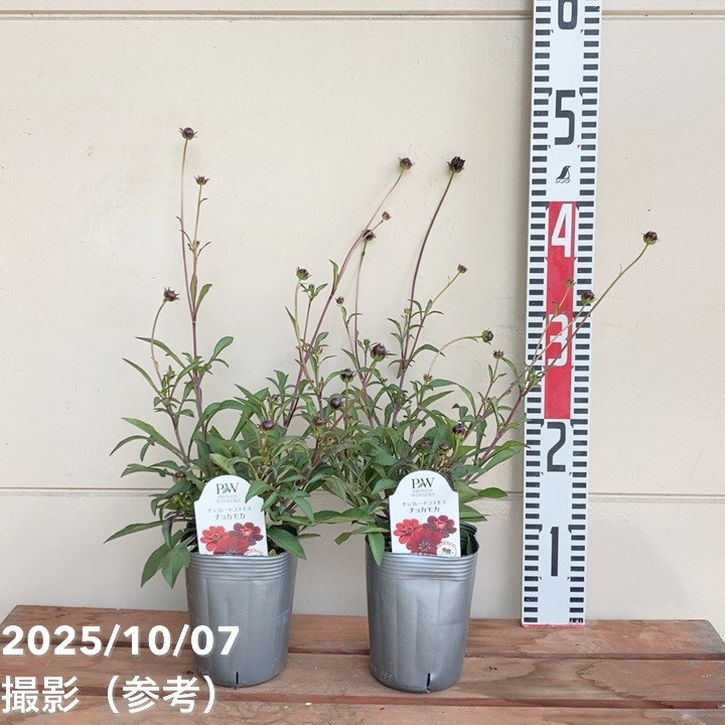 PW チョコレートコスモス チョカモカ 3.5号×2株セット PVP|草花04-PA