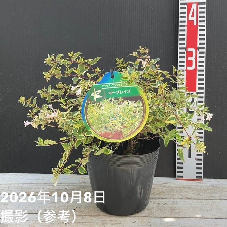 すべての商品の購入なら赤塚植物園オンライン 花の音｜花苗