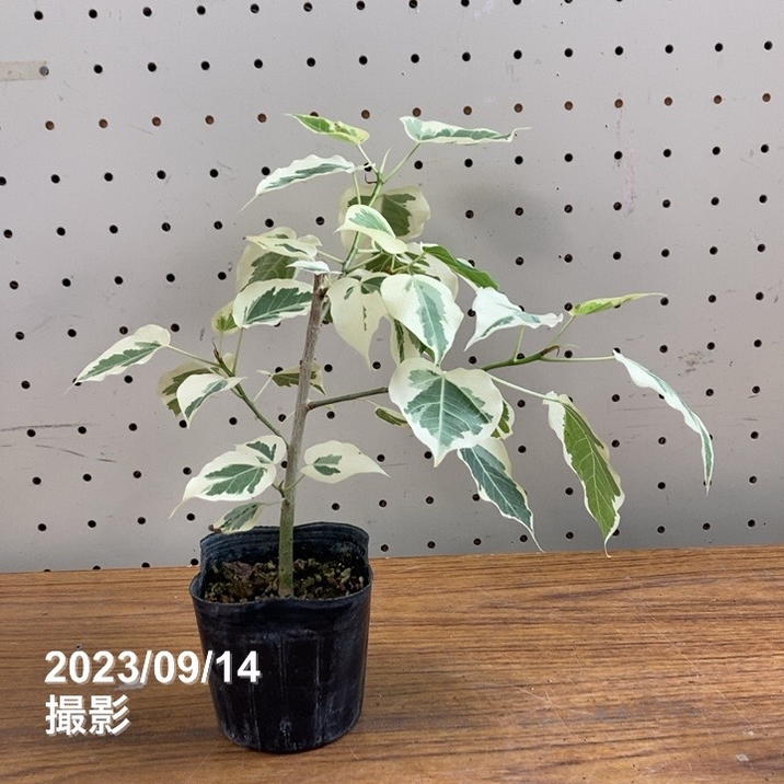 フィカス ルンフィー斑入り 3号｜観葉04-PA