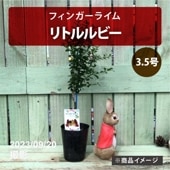 フィンガーライム 3.5号 レインフォレストパール｜柑橘｜果樹10-TU 