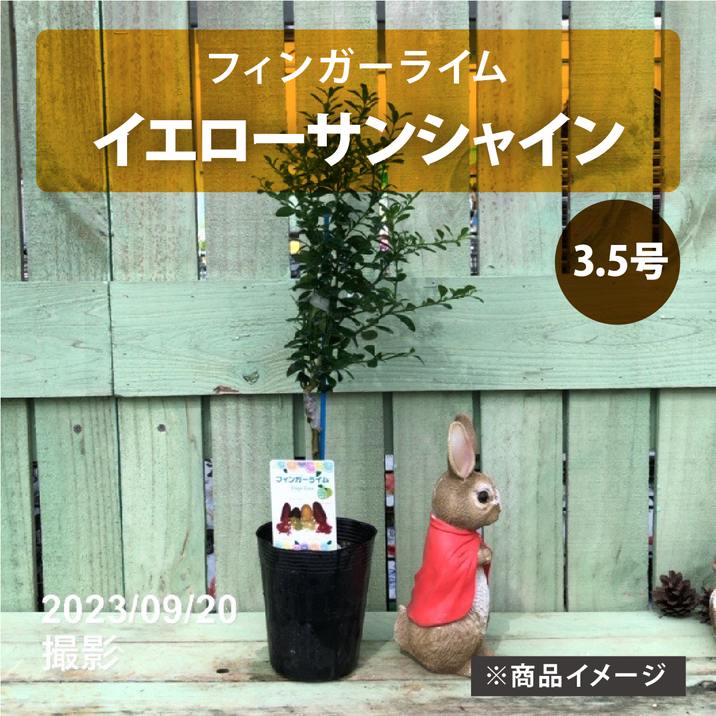 フィンガーライム 3.5号 イエローサンシャイン｜柑橘｜果樹10-TU