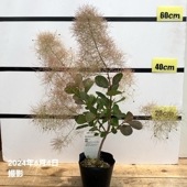 スモークツリー ピンクボール 4.5号｜花木10-TU