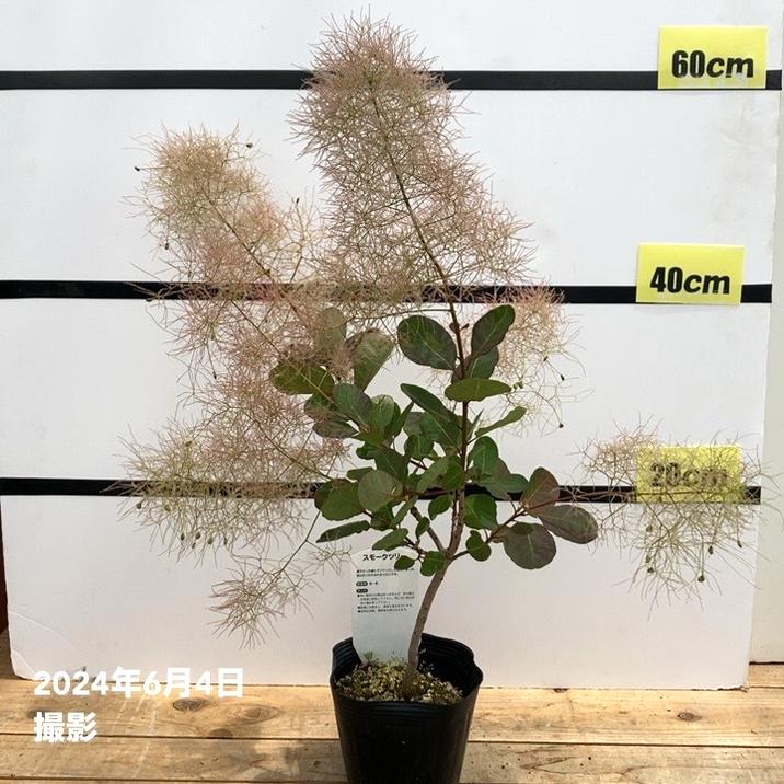 スモークツリー ピンクボール 4.5号｜花木10-TU