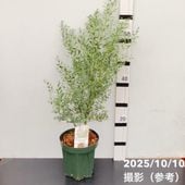 奇想天外　ウェルウィッチア　観葉植物 奇想天外 ウェルウィッチア 観葉植物3 - メルカリ