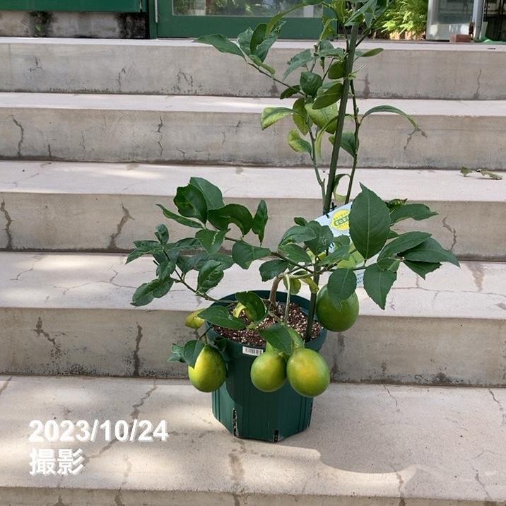 【特価 訳あり】＜実付き4個以上＞サイパンレモン 7号スリット鉢｜果樹10-TU