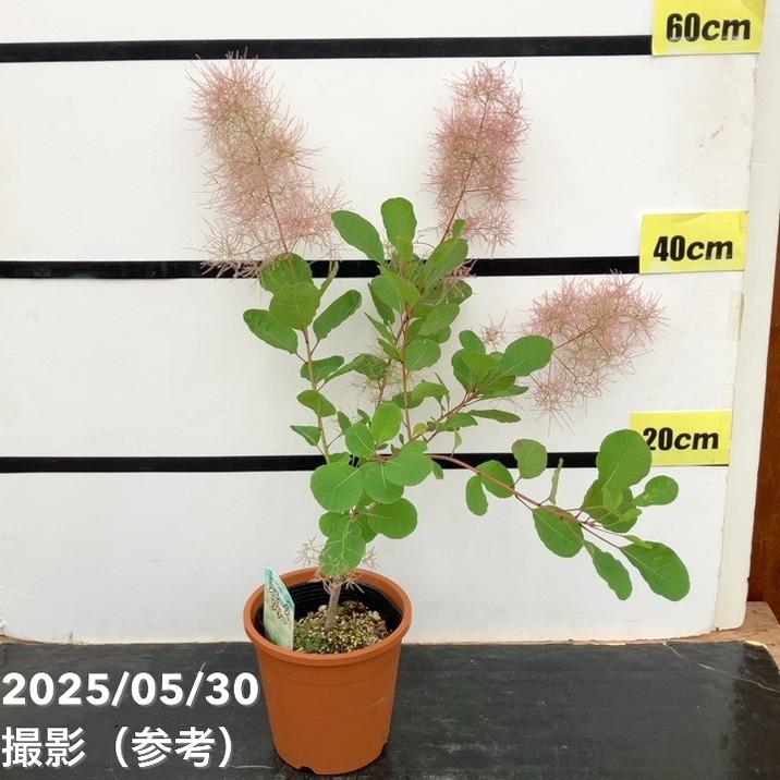 スモークツリー グリーンボール 5号|花木10-TU