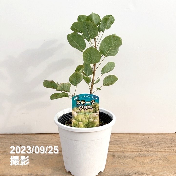 スモークツリー グリーンファウンテン 5号｜花木10-TU