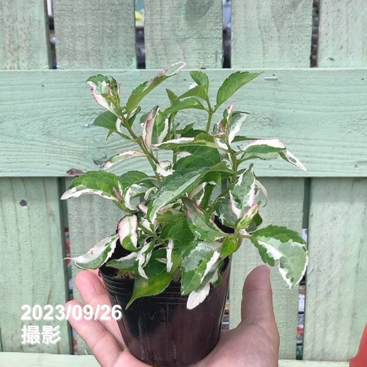 斑入りアジサイ