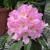 椿 椿 ツバキ 4号 スワンレーク［こだわりの前田ナーセリー苗］｜花木04