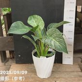 アロカシア アマゾニカ ミント バリエガータ 斑入り Alocasia x